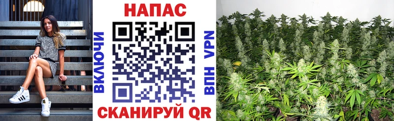 Конопля Bruce Banner  Александровское 